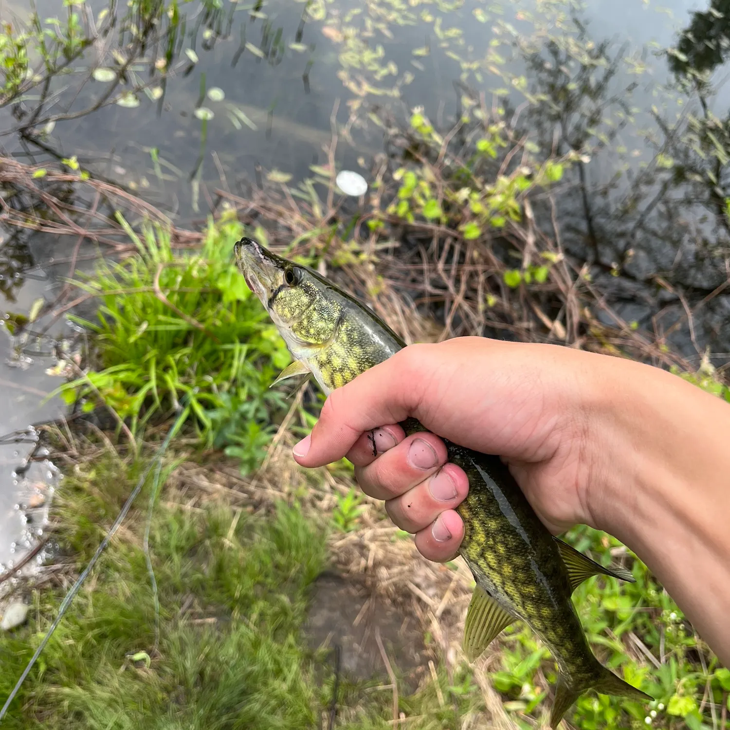 catch