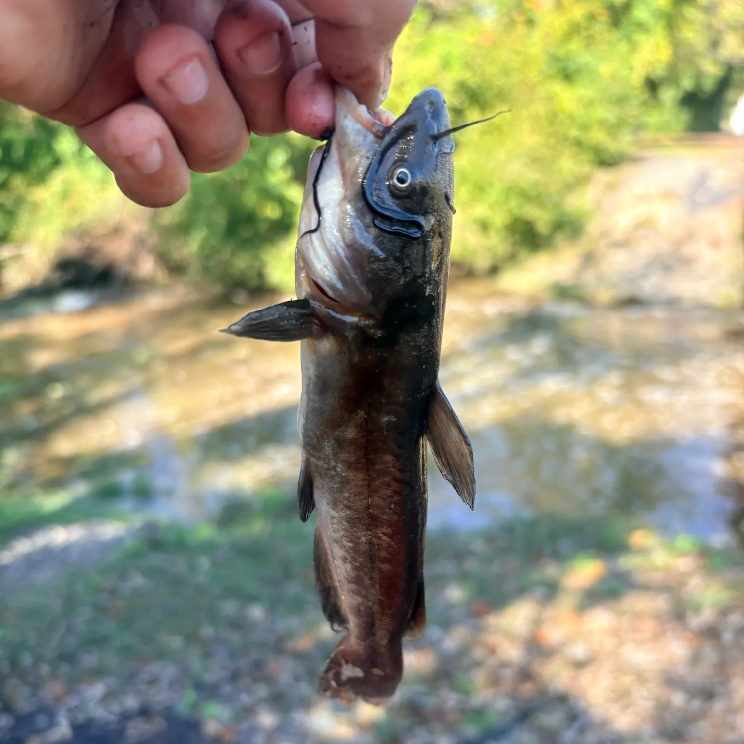 Brown bullhead caught on Fishbrain