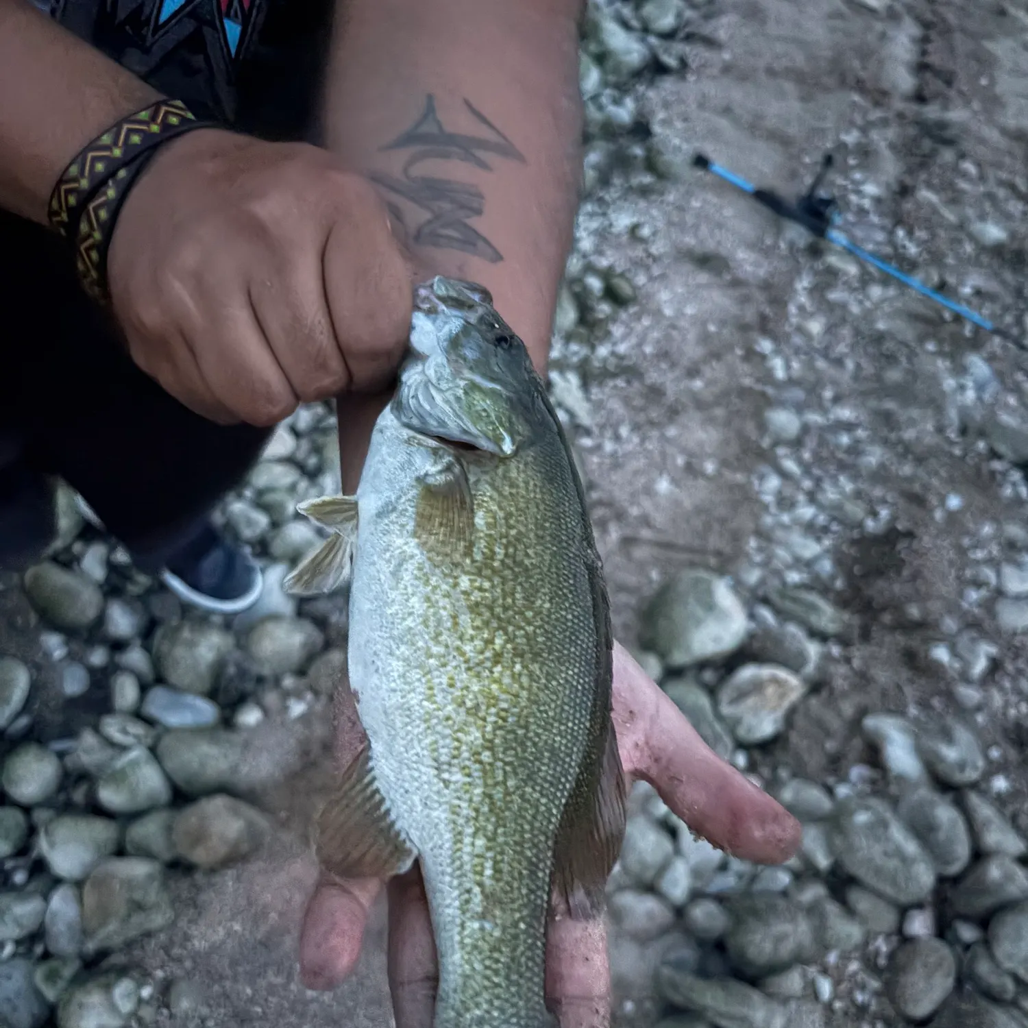 Fish caught on Fishbrain