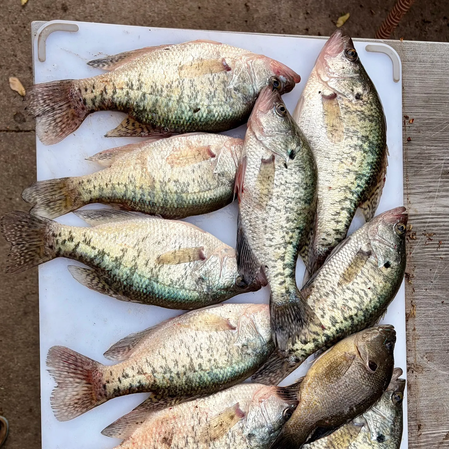 recently logged catches