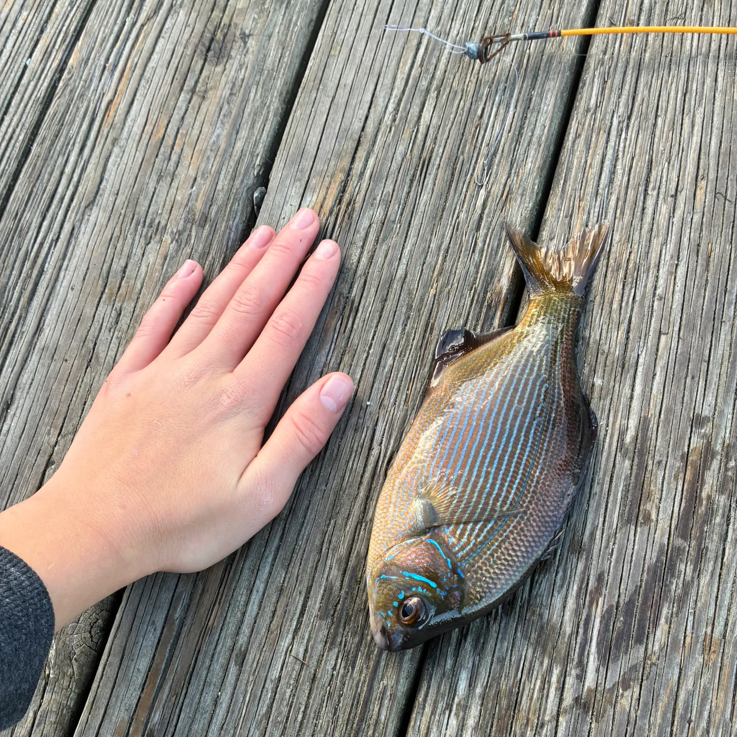 Striped seaperch caught on Fishbrain