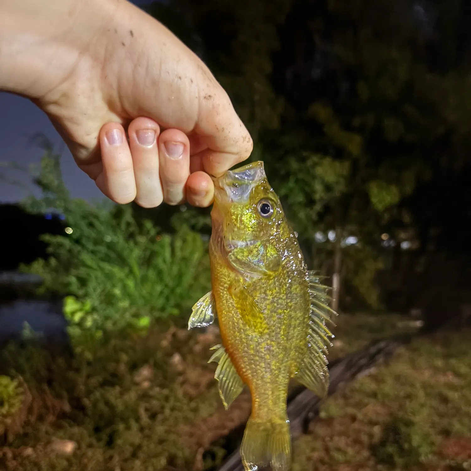Warmouth caught on Fishbrain