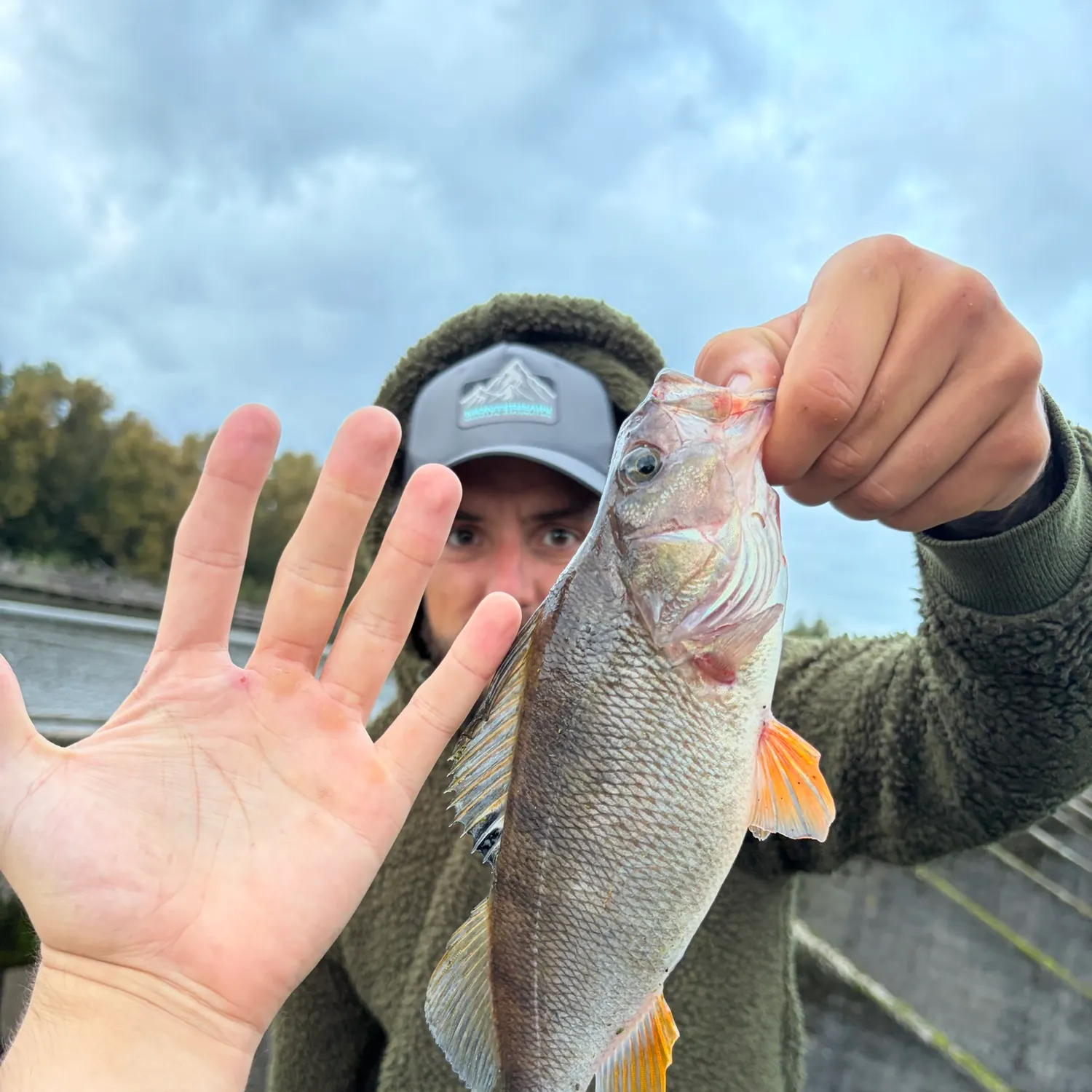 European perch caught on Fishbrain