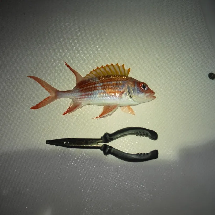The most recent Longspine squirrelfish catches on Fishbrain
