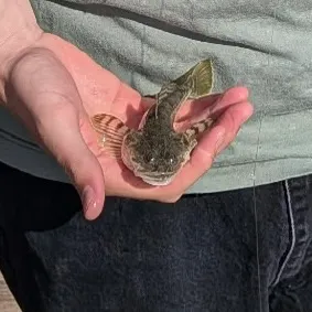 Fish caught on Fishbrain