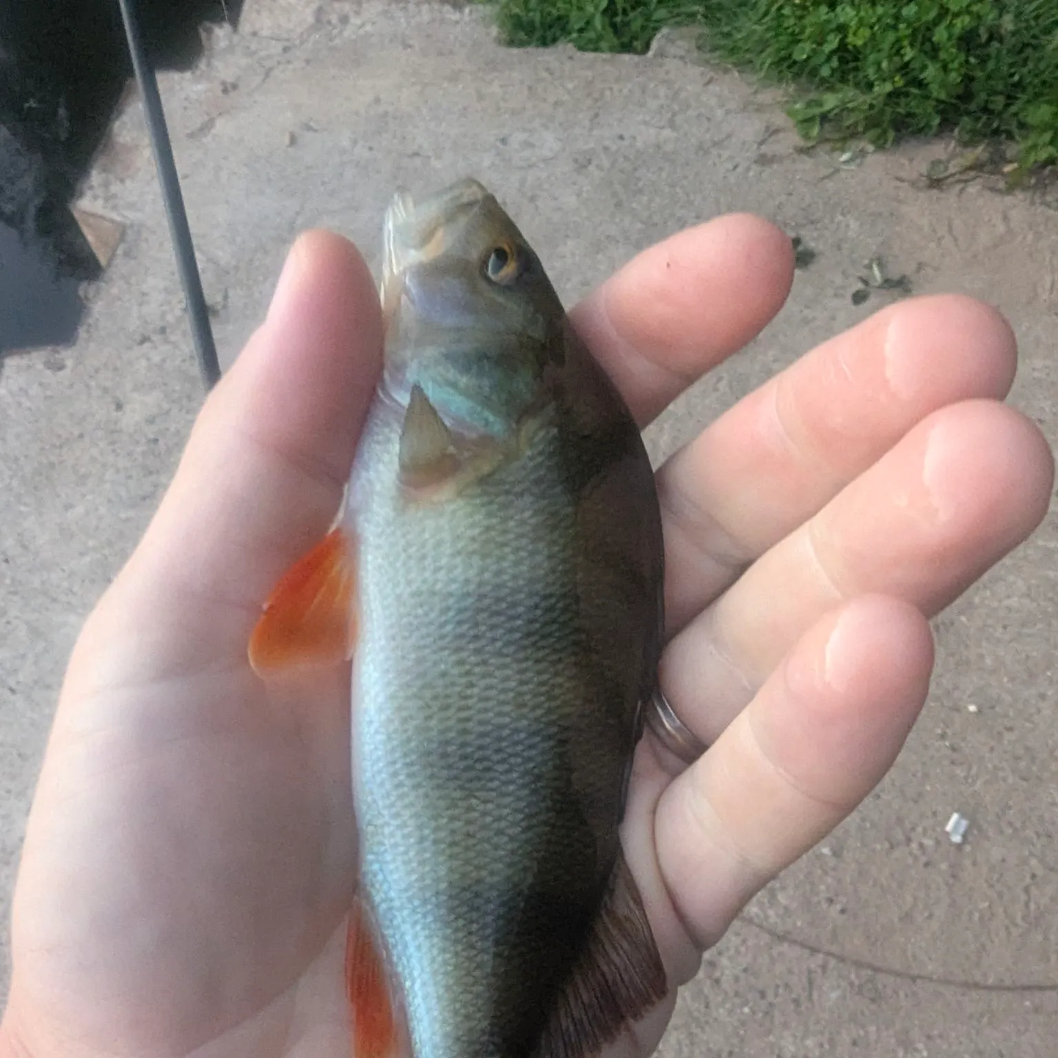 European perch caught on Fishbrain