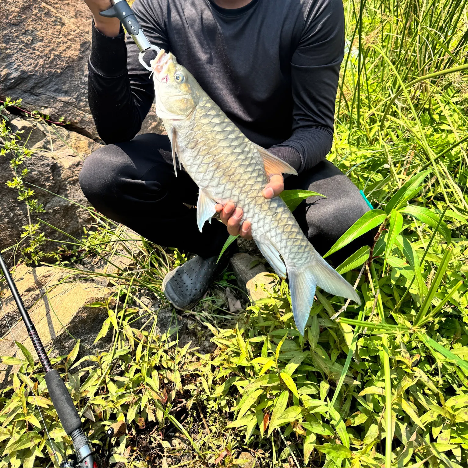 The most recent Deccan mahseer catches on Fishbrain
