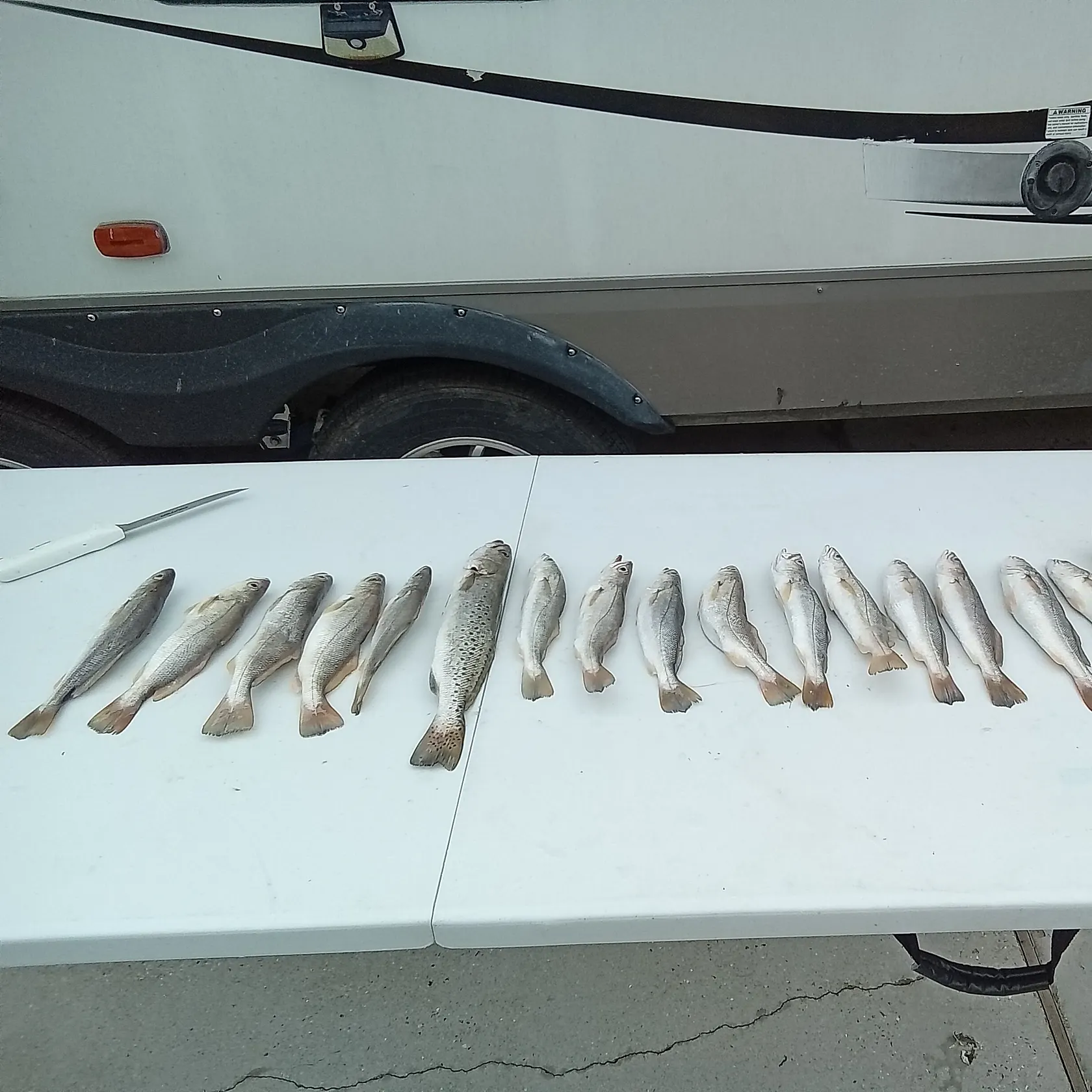 recently logged catches