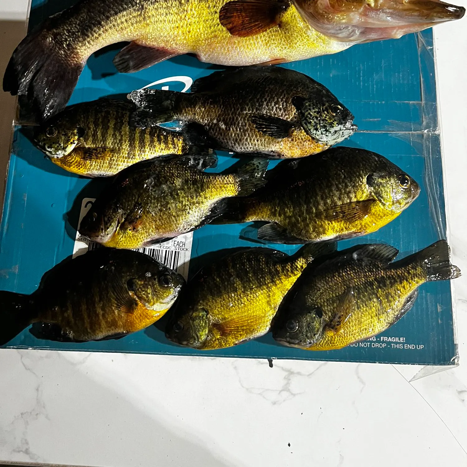 recently logged catches