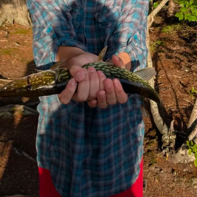 Chain pickerel caught on Fishbrain