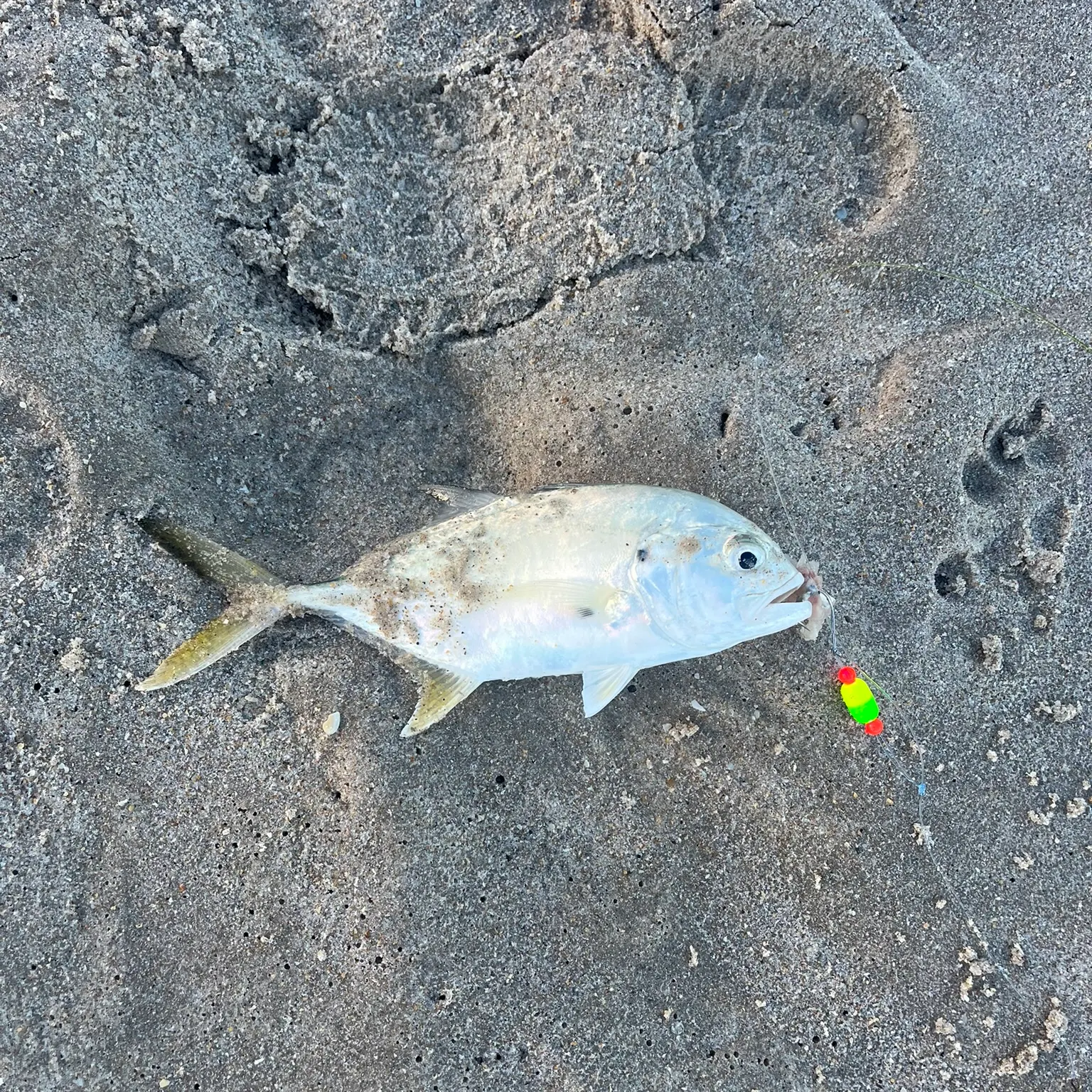 The most recent Florida pompano catches on Fishbrain