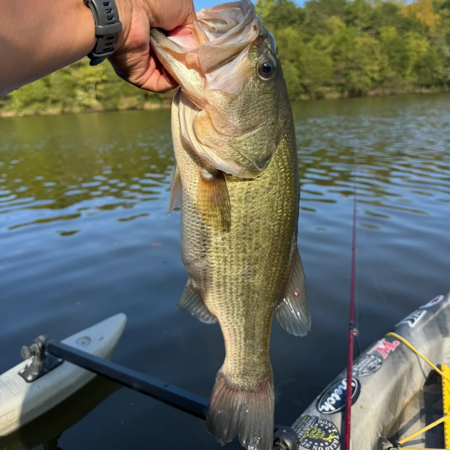 Largemouth bass caught on Fishbrain