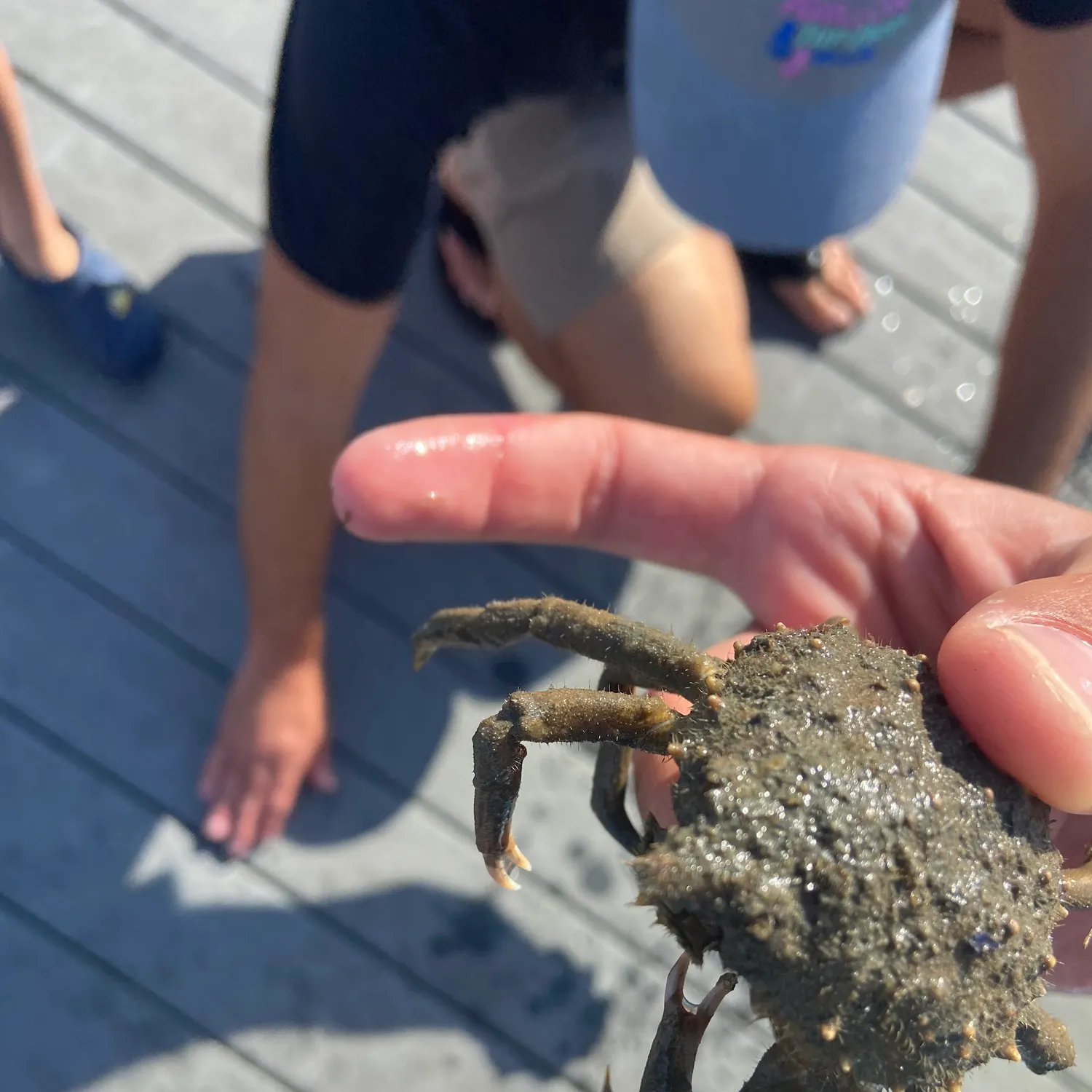 The most recent European spider crab catches on Fishbrain