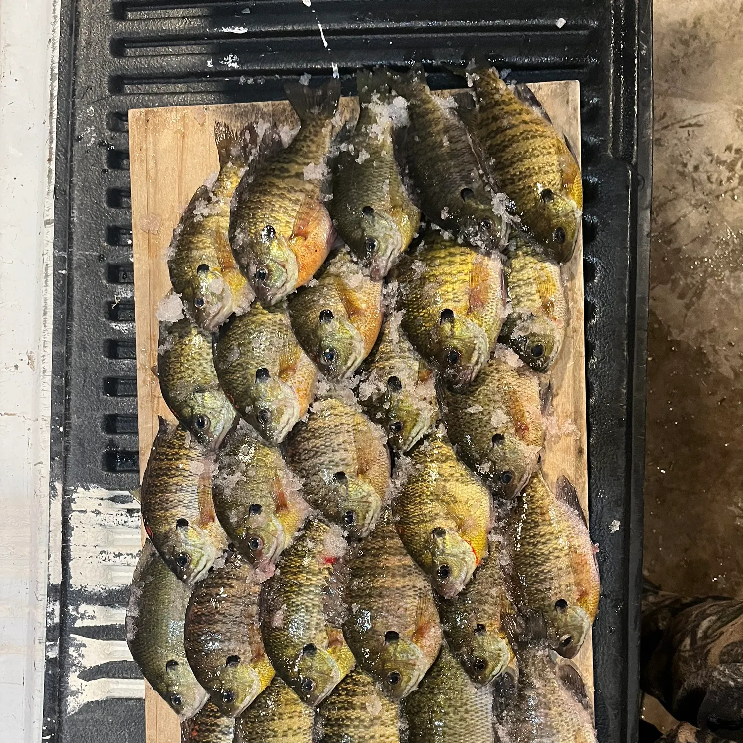 recently logged catches