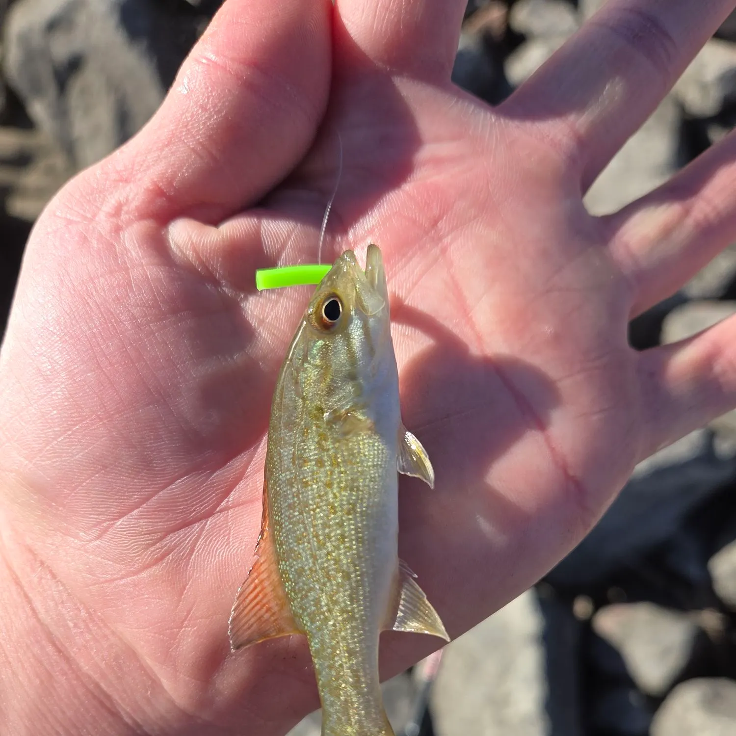 Smallmouth bass caught on Fishbrain