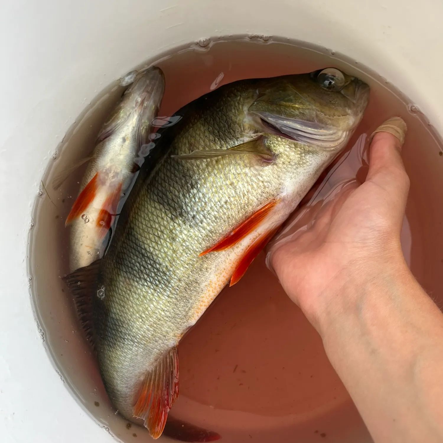 European perch caught on Fishbrain