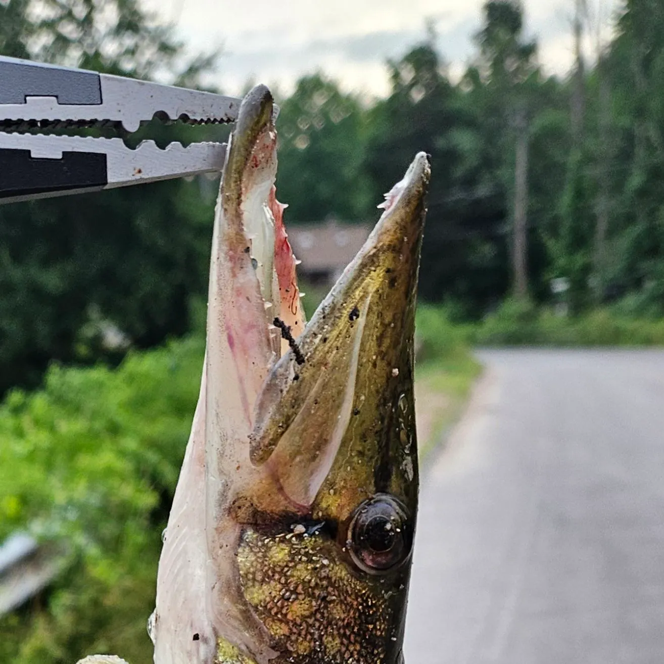 catch