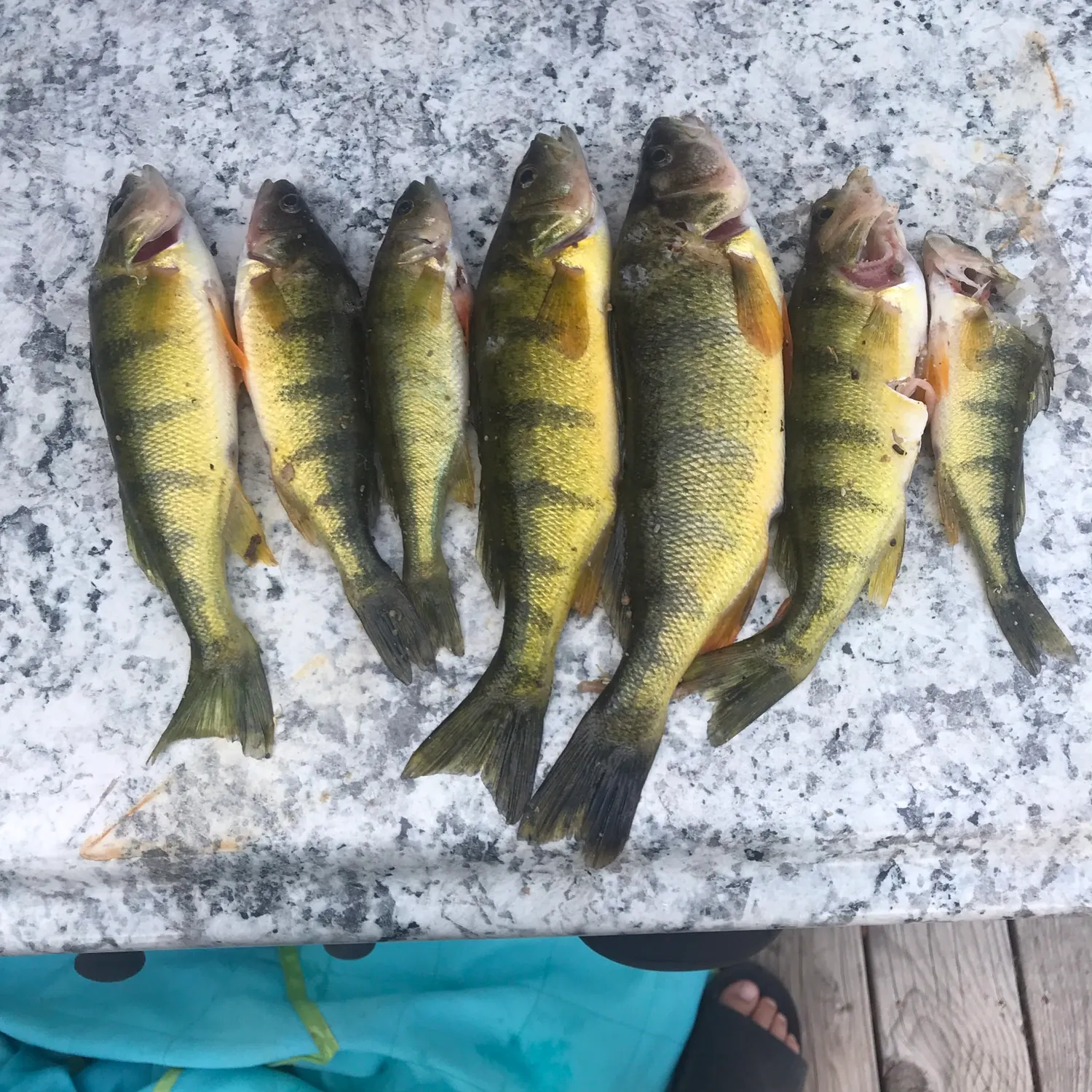 recently logged catches