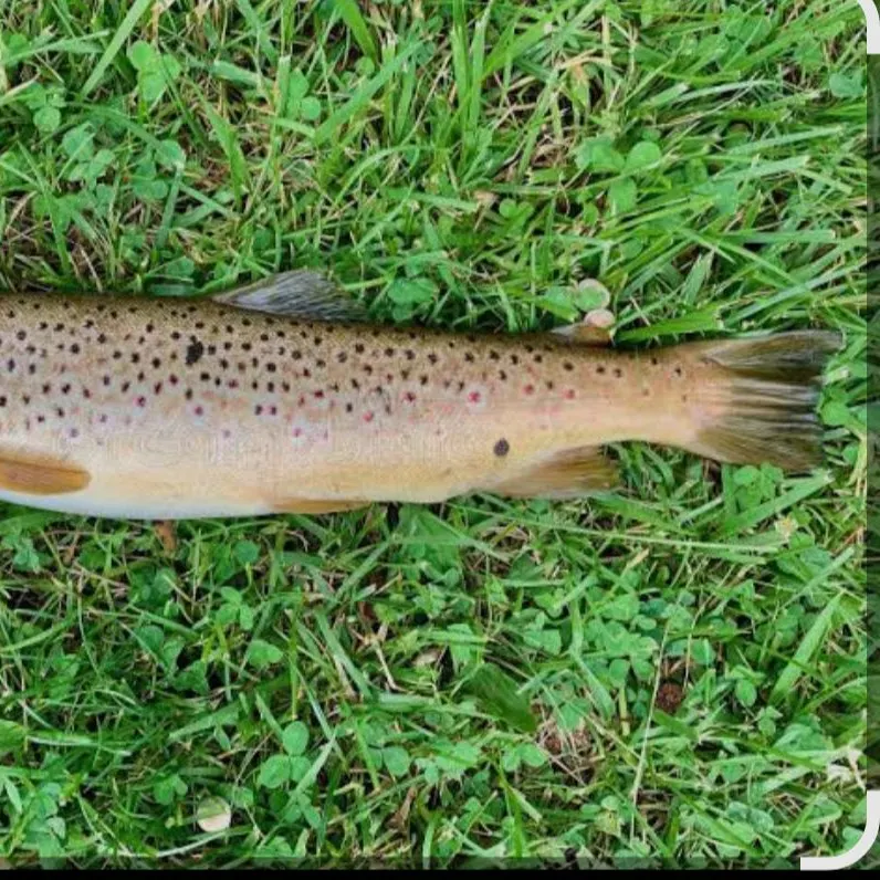 The most recent Lake trout catches on Fishbrain