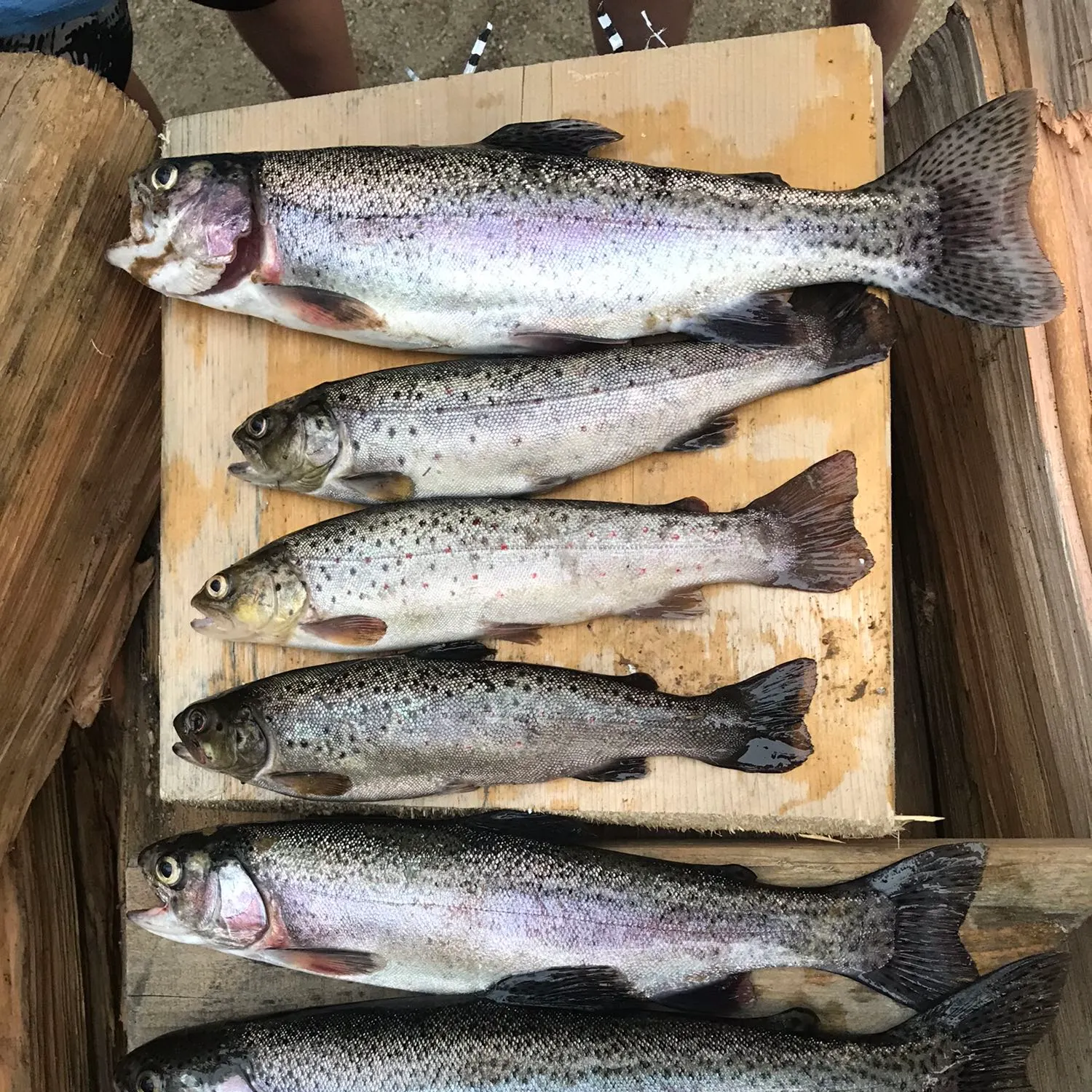 recently logged catches