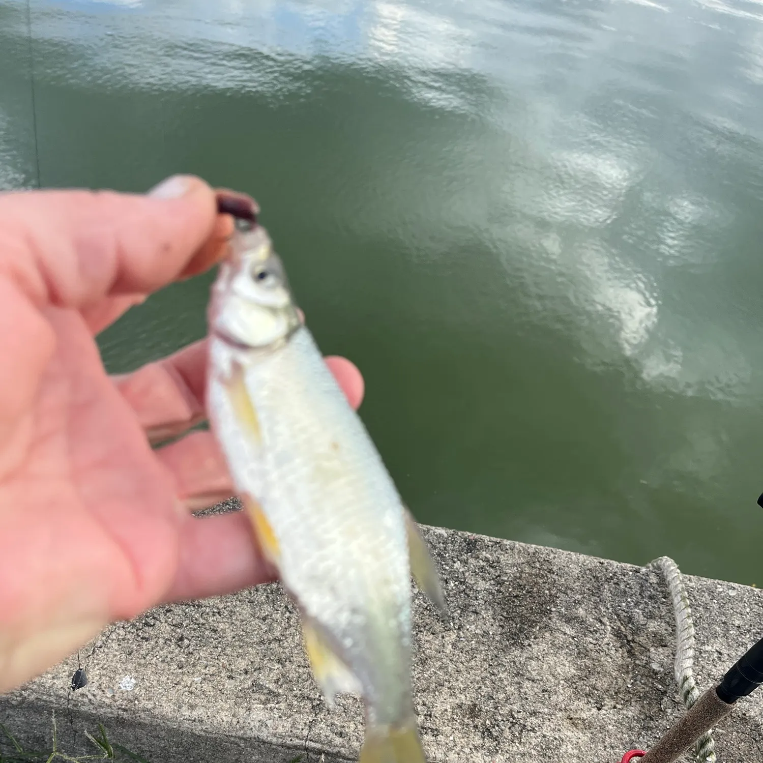 Golden shiner caught on Fishbrain