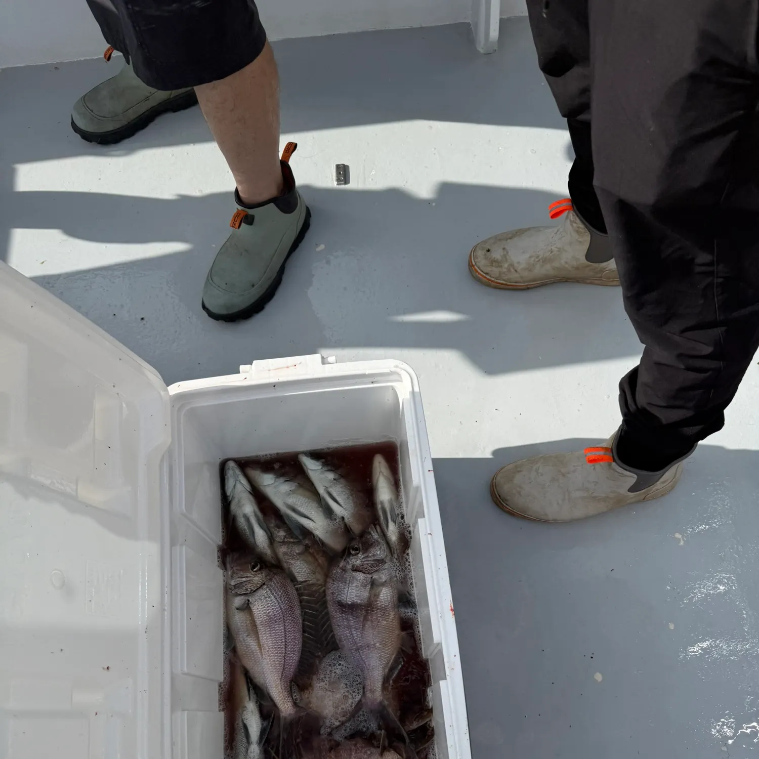 Silver porgy caught on Fishbrain