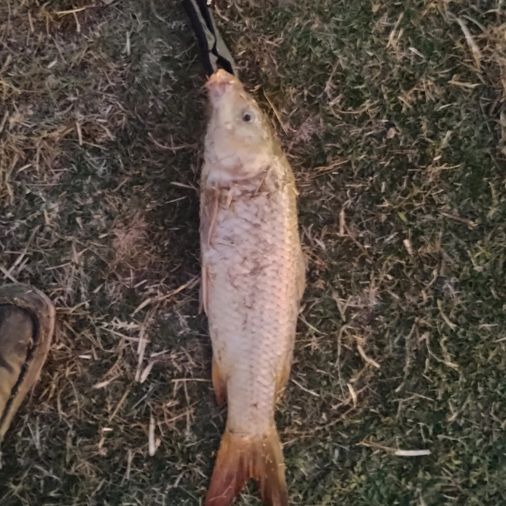 Common carp caught on Fishbrain