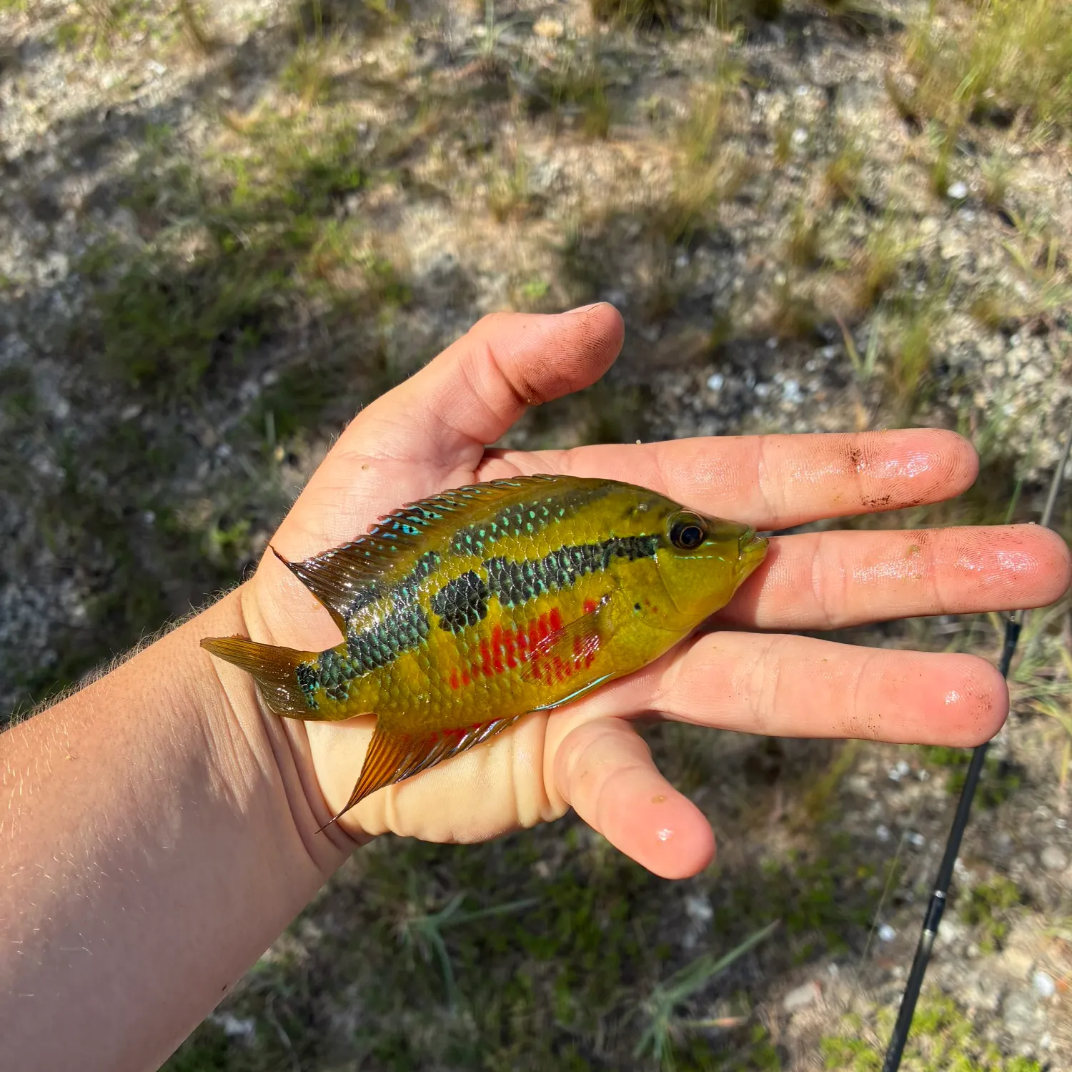 The most recent Yellowbelly cichlid catches on Fishbrain