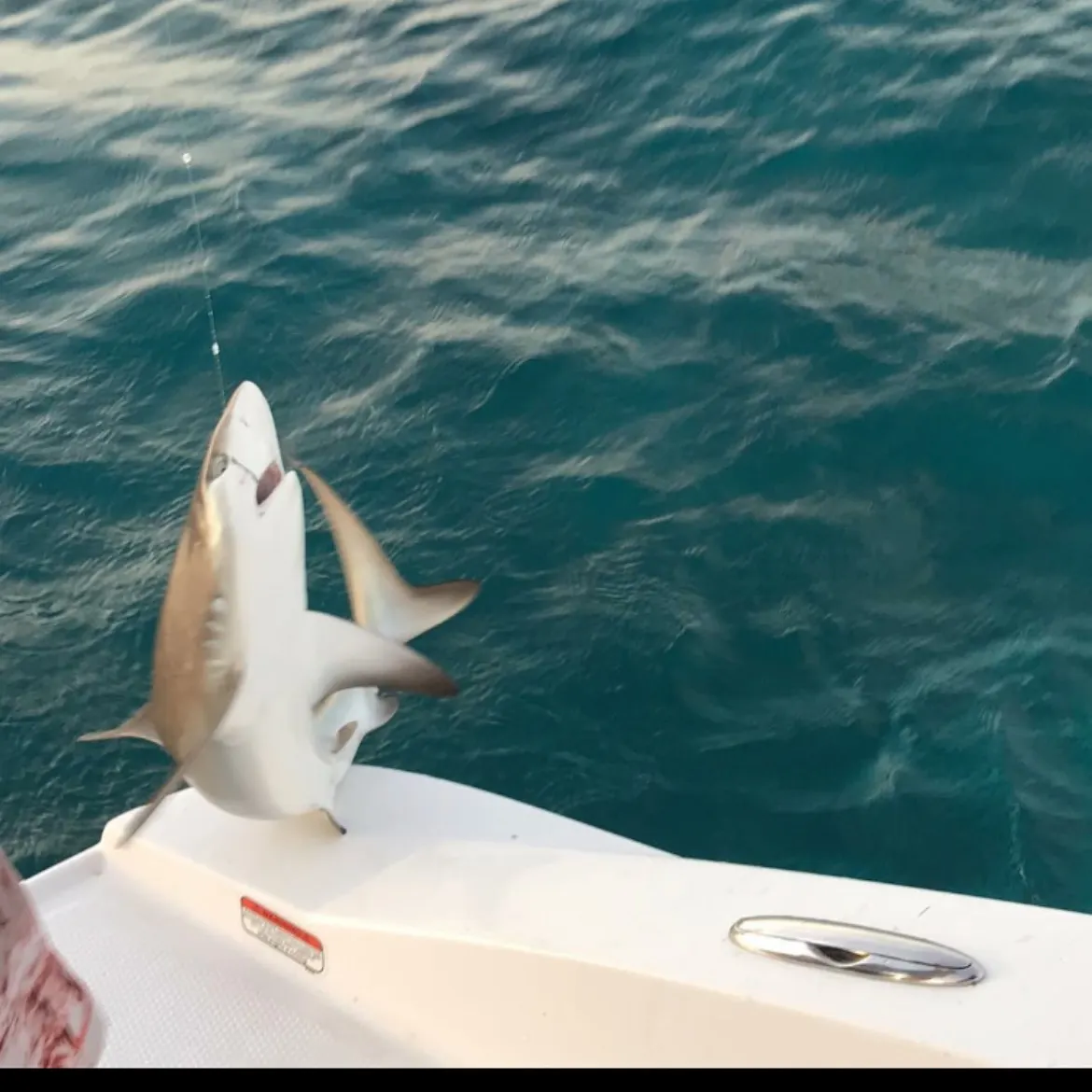 The most recent Blacktip shark catches on Fishbrain