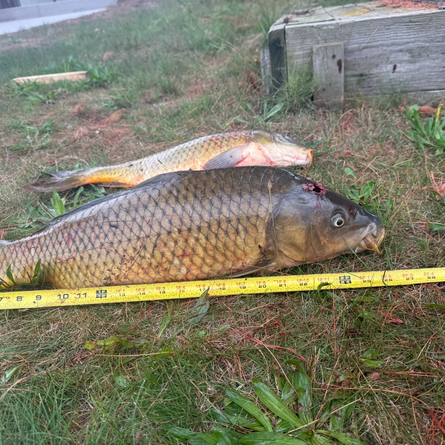 Common carp caught on Fishbrain