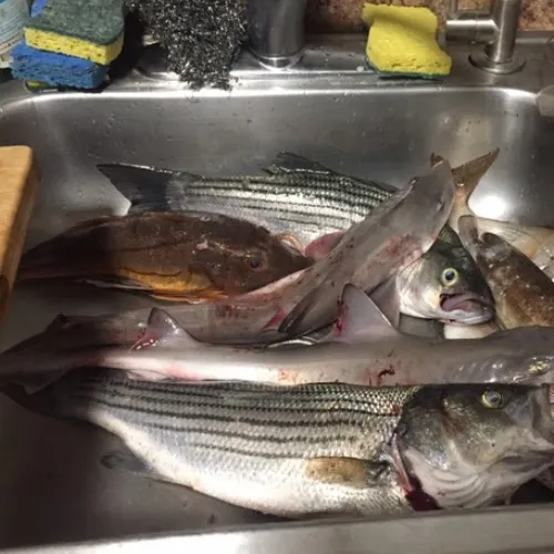 Striped bass caught on Fishbrain