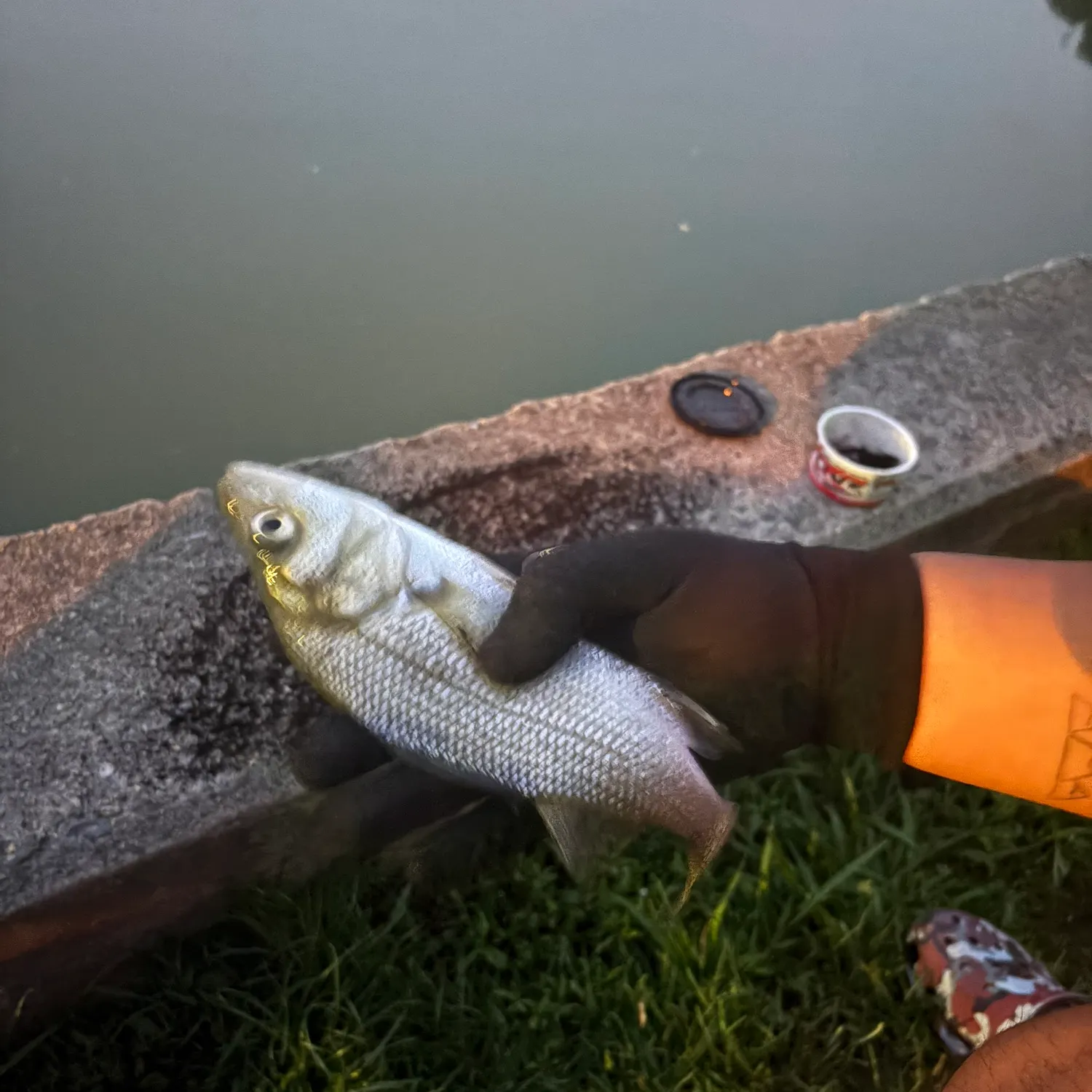 White perch caught on Fishbrain