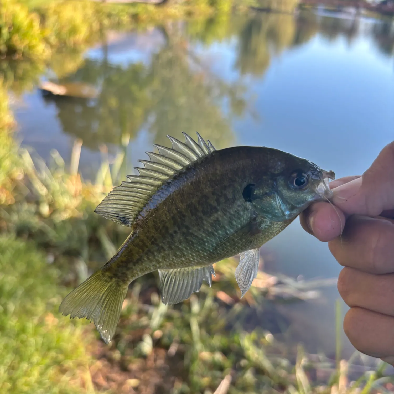 Bluegill caught on Fishbrain