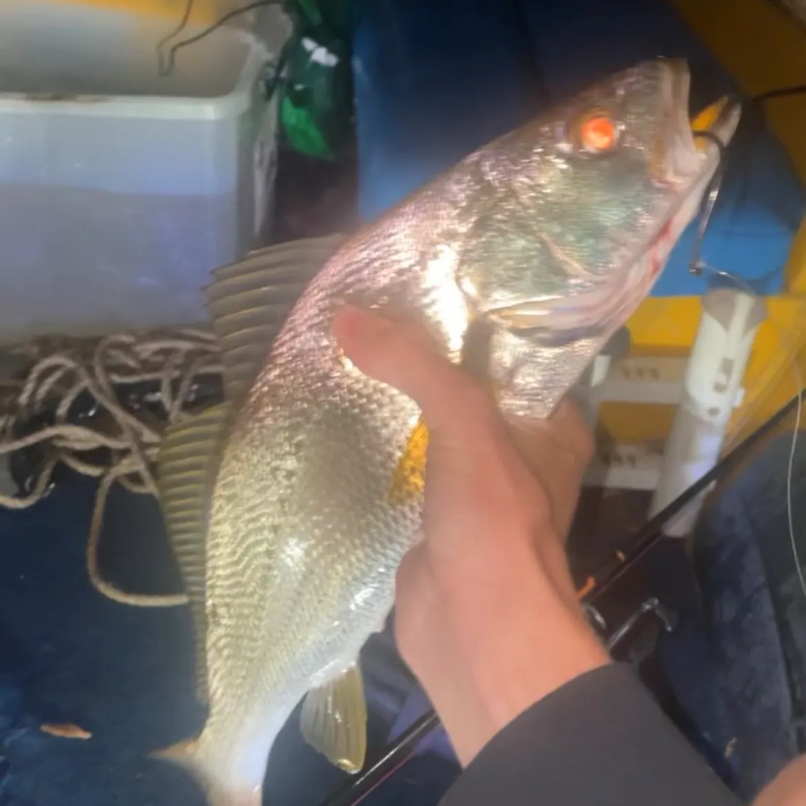 The most recent Japanese meagre catches on Fishbrain