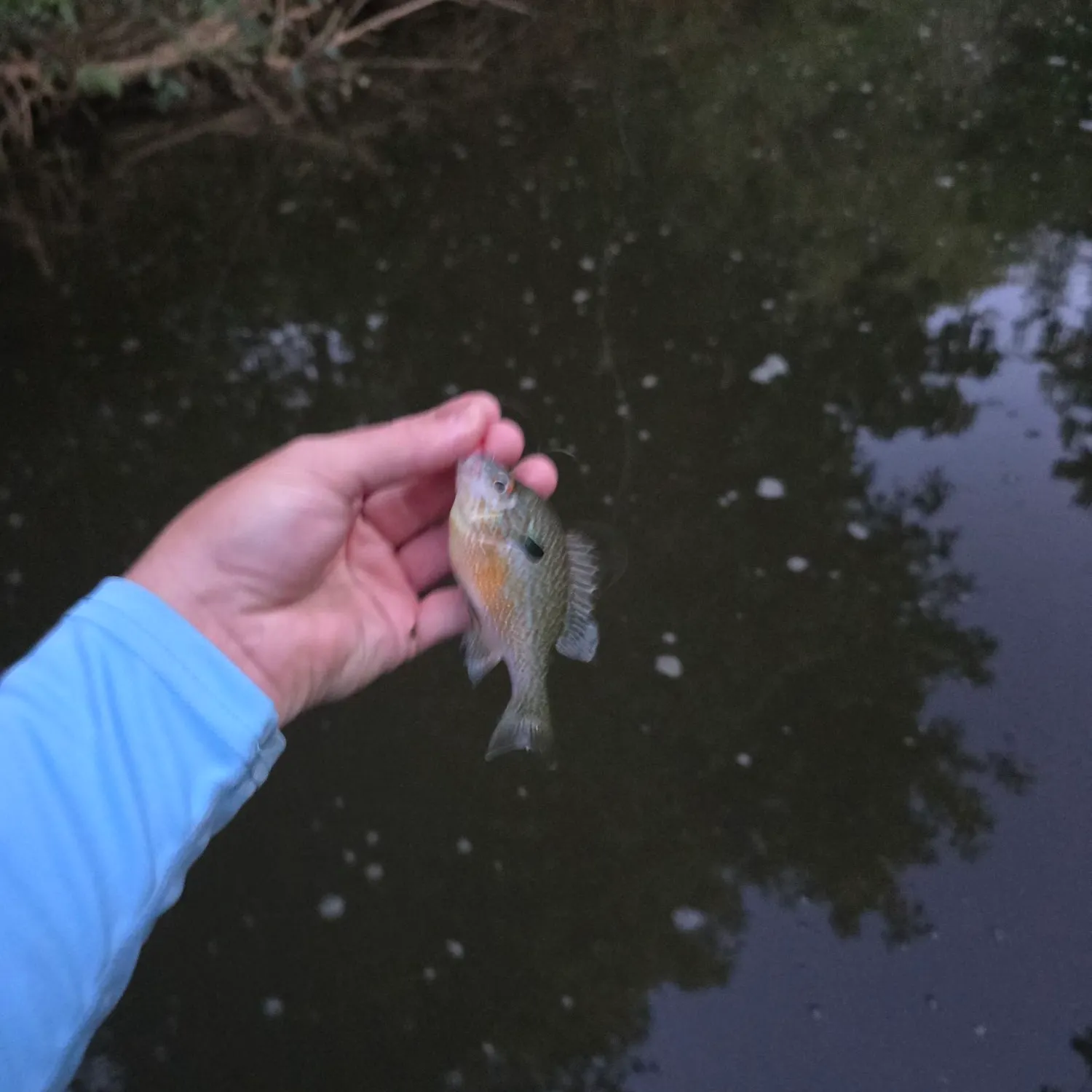 Longear sunfish caught on Fishbrain