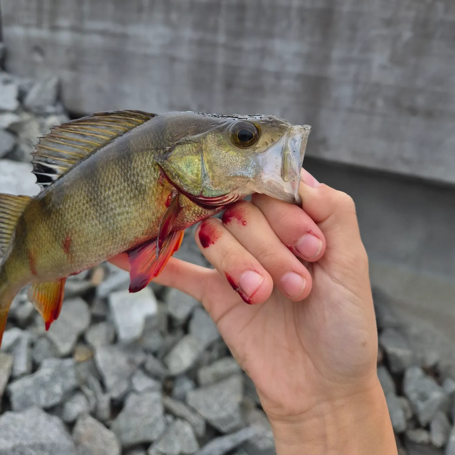 catch