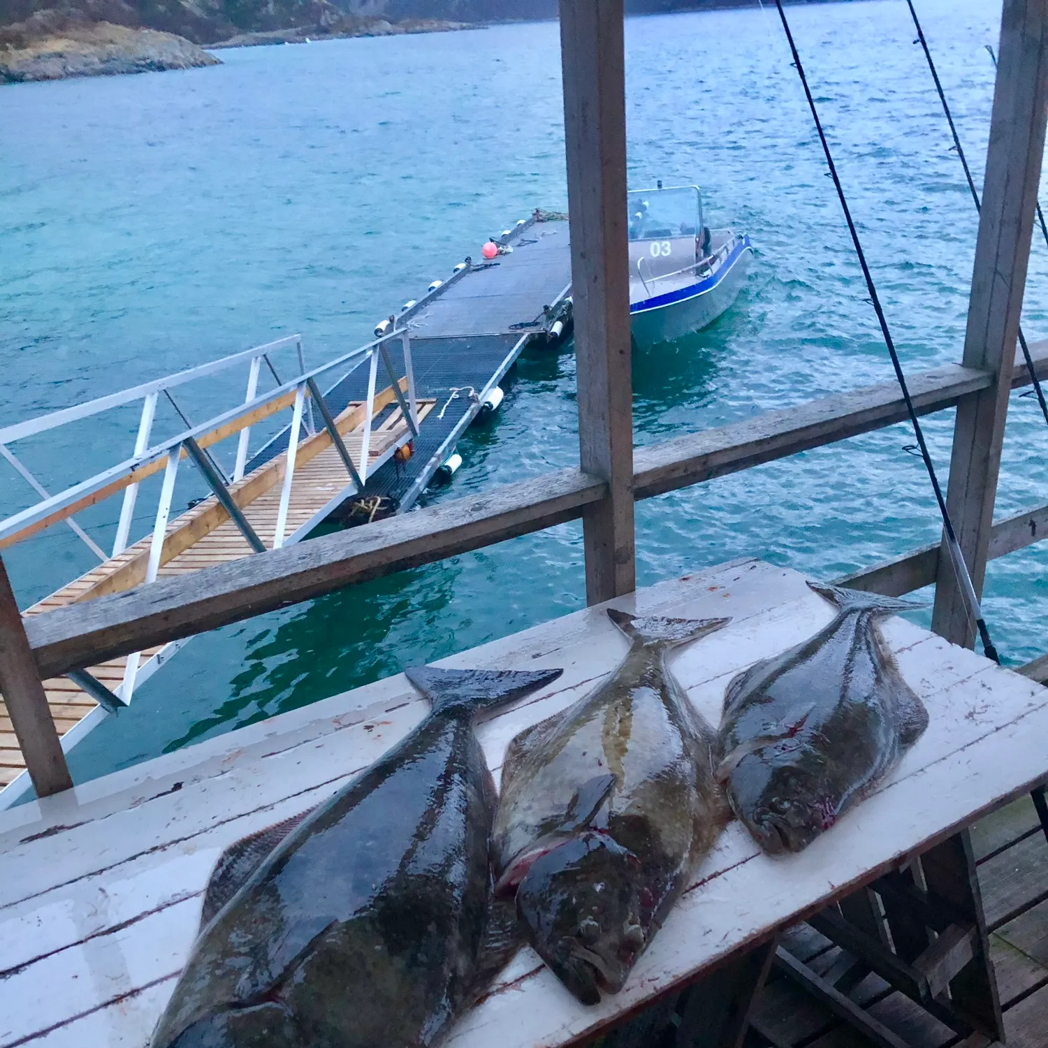 The most recent Atlantic halibut catches on Fishbrain
