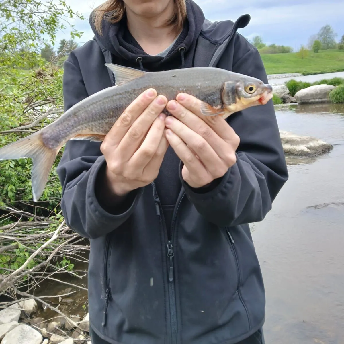 most liked catch image