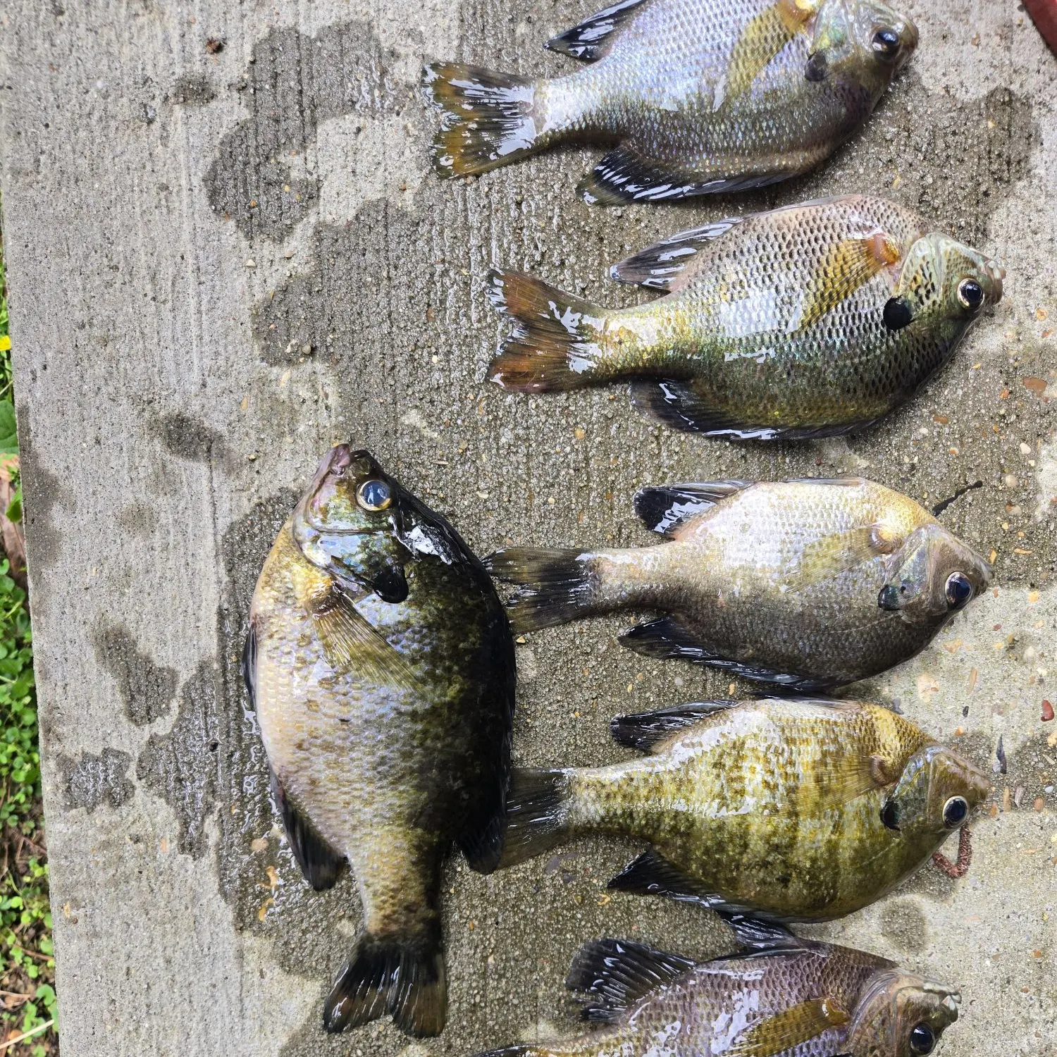 recently logged catches