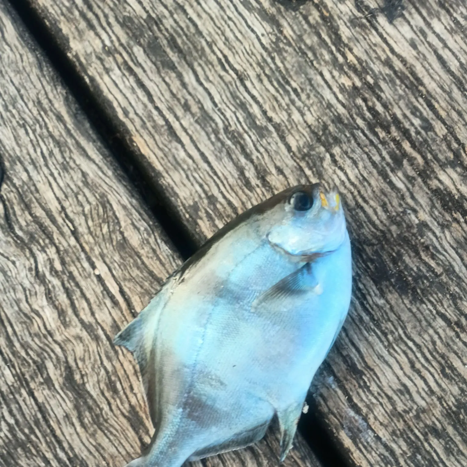 The most recent Sea sweep catches on Fishbrain