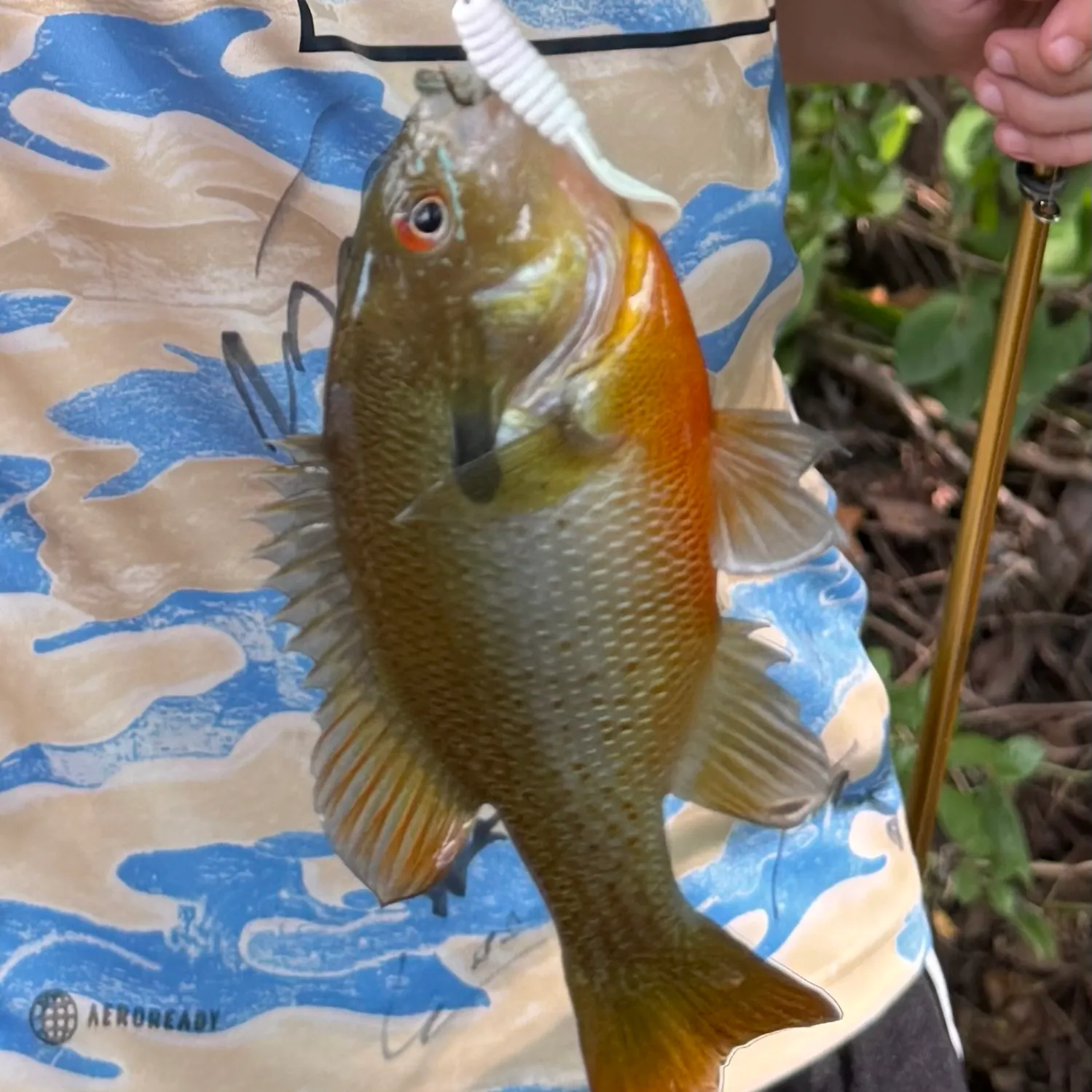 Redbreast sunfish caught on Fishbrain