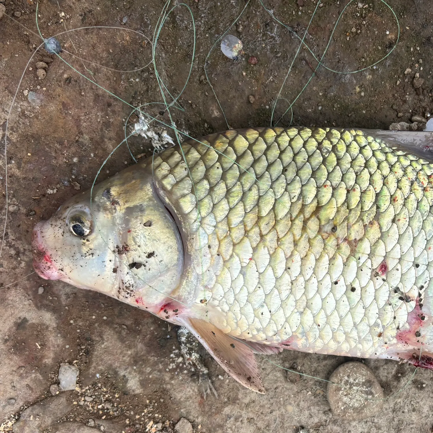 The most recent Quillback catches on Fishbrain