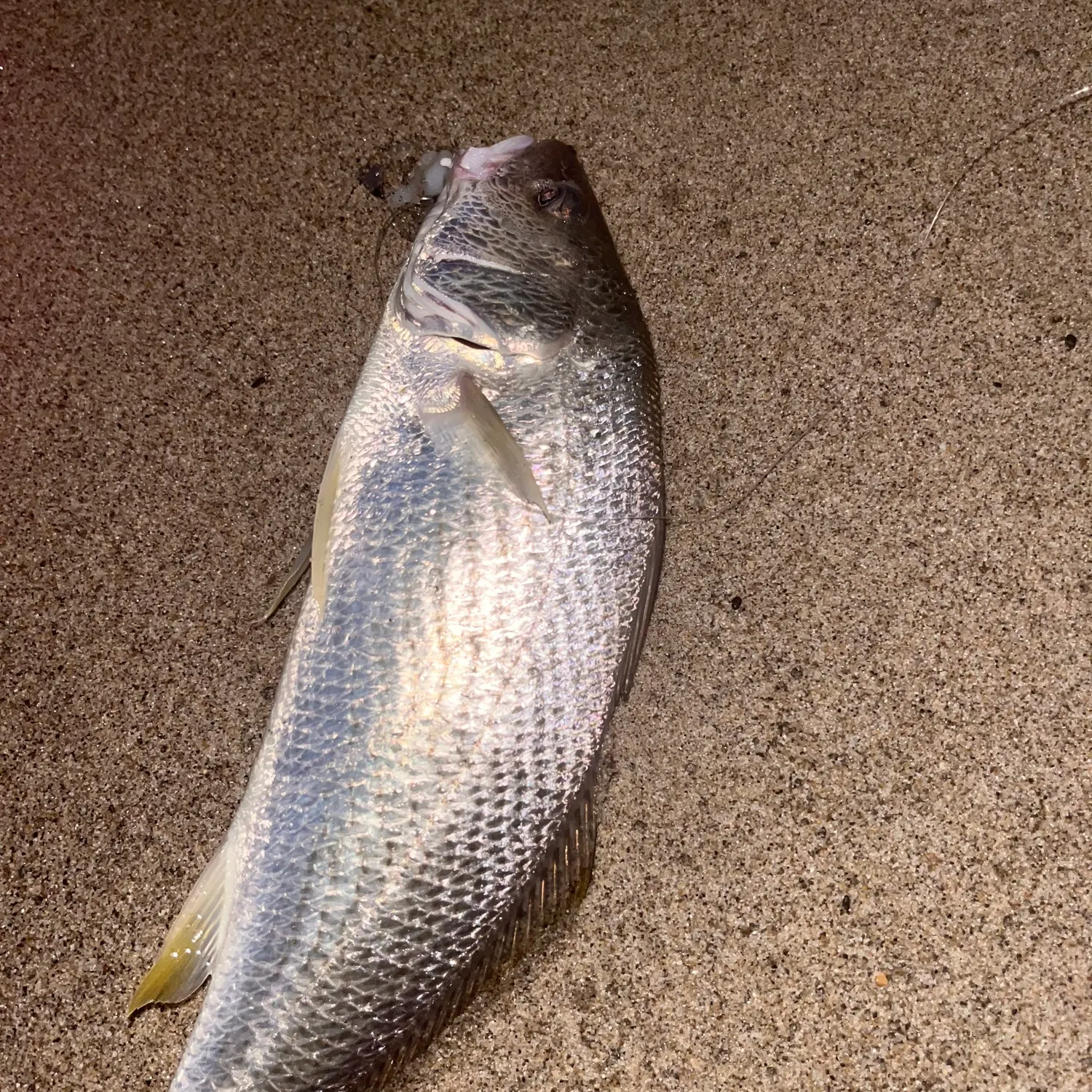 Yellowfin croaker caught on Fishbrain