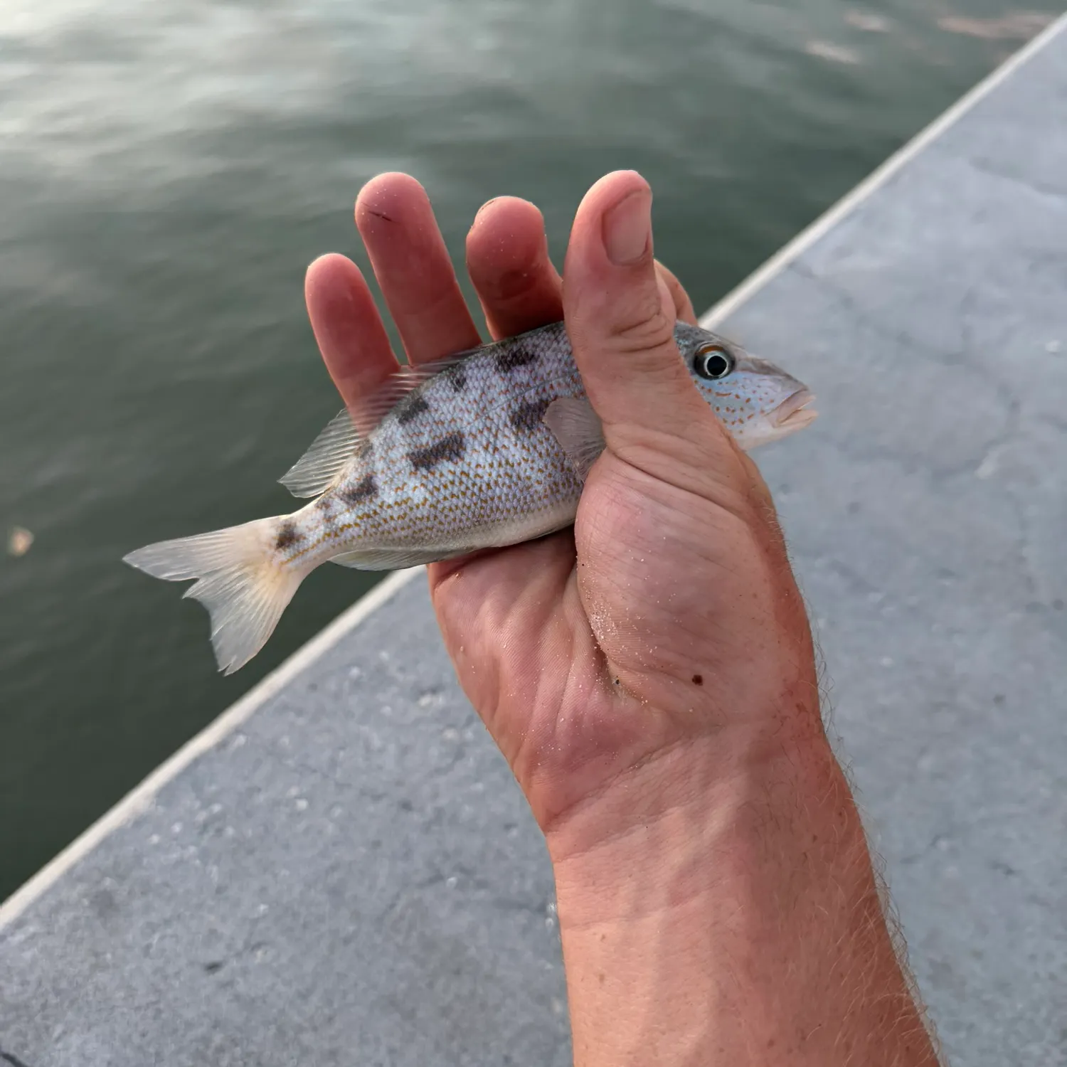 White grunt caught on Fishbrain