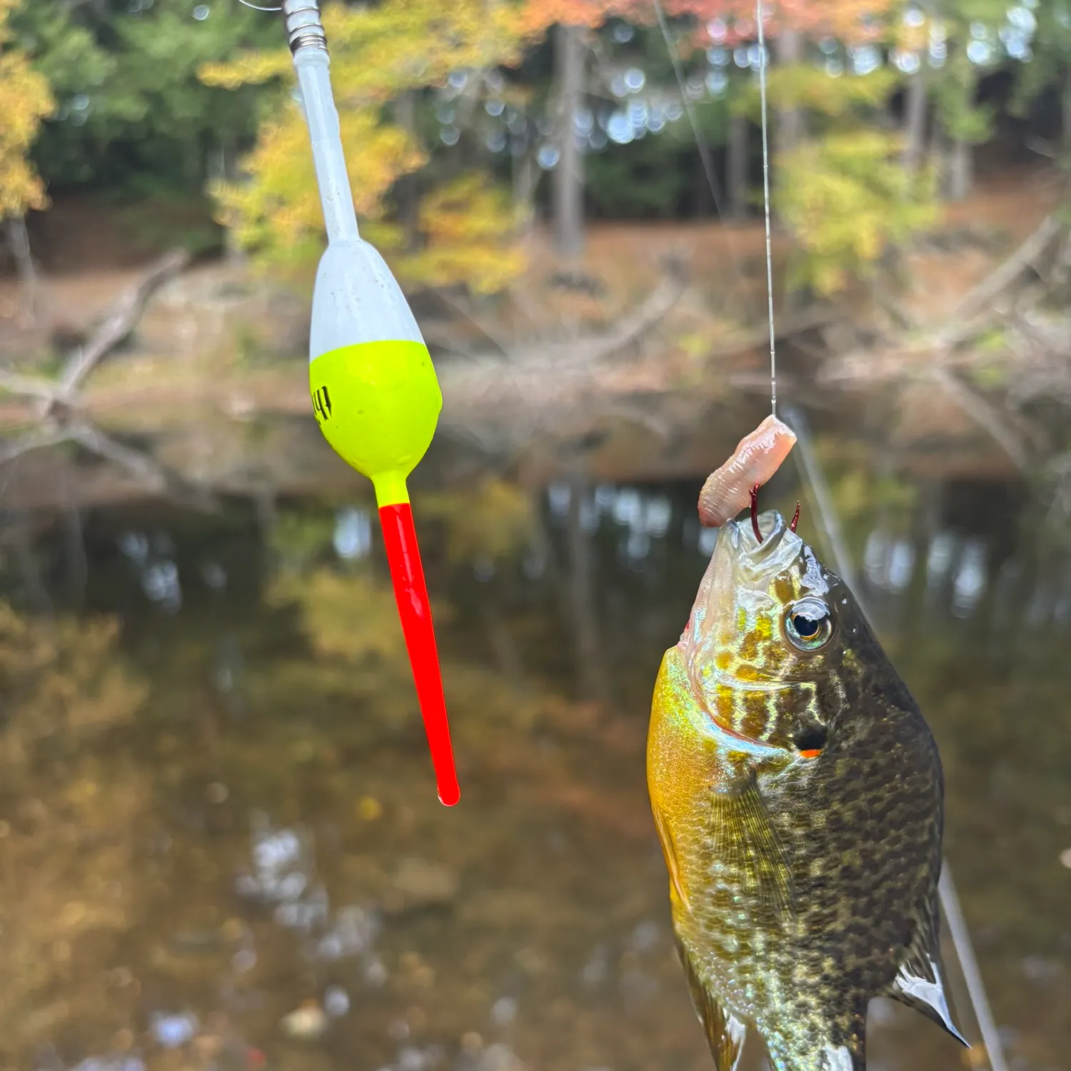 Pumpkinseed caught on Fishbrain