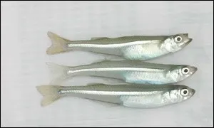 Baitfish