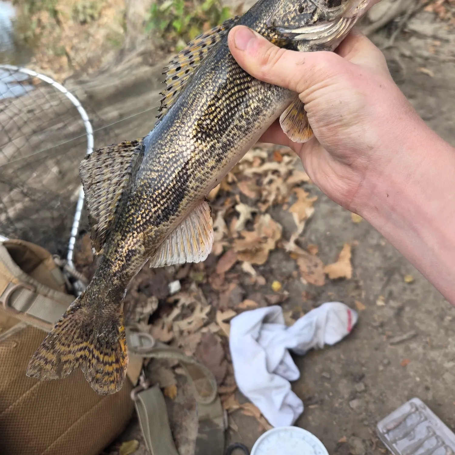 The most recent Sauger catches on Fishbrain