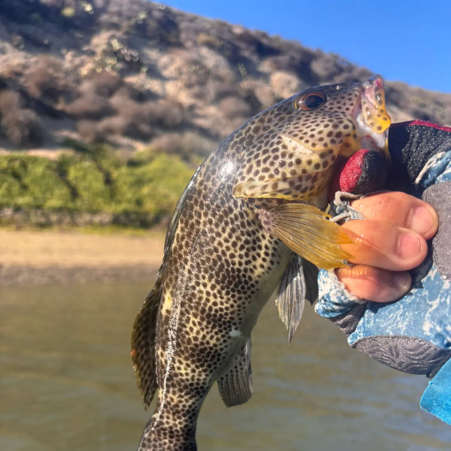 Spotted sand bass caught on Fishbrain