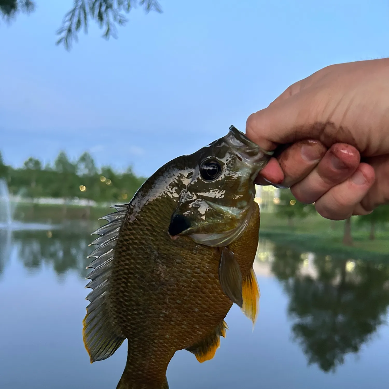 catch
