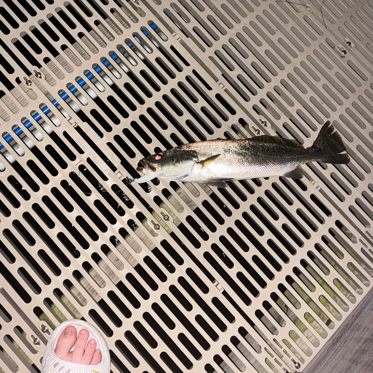 Spotted seatrout caught on Fishbrain